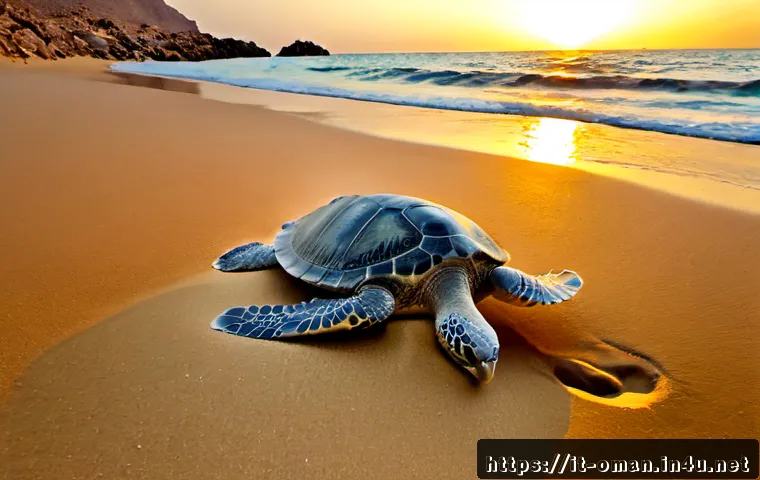 오만의 지정 생태 관광지 - Photorealistic sunrise at Ras Al Jinz Turtle Reserve in Oman, a protected green sea turtle carefully...